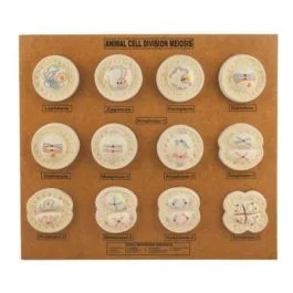 Animal Cell Division Meiosis Model [2946]