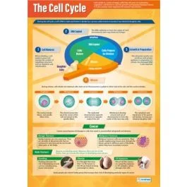 Cell Cycle Poster A1 Laminated [3085]
