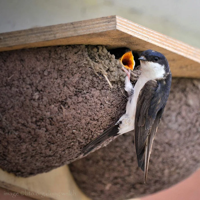Double House Martin Nest Bowls