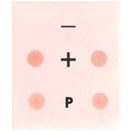 Edvotek Clinical Diagnostic Immunoblot [80221]
