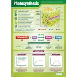 Photosynthesis Poster A1 Laminated [3131]