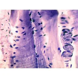 School Slide Set Histology 23 Prepared Slides [1144]