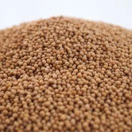 Seeds: Mustard Seeds – 500g [80523]