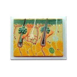 Skin Section Model [0711]