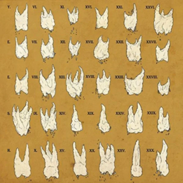 Yeesh LP – Confirmation Bias